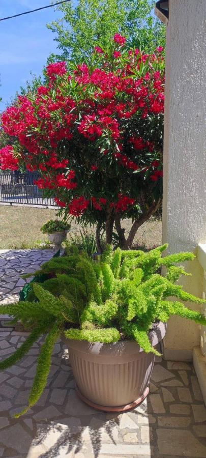 Villa Kadinela, 200M From Kamenjak, Huge Quiet Garden With Barbecue, 2 New Kitchens Премантура Экстерьер фото
